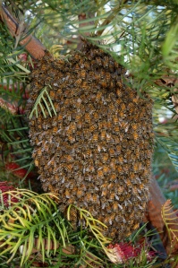 Bees are vigorous!