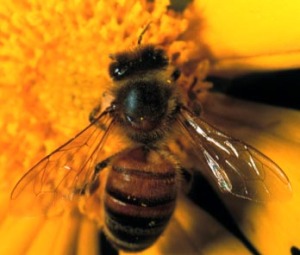 Bees are yellowish!